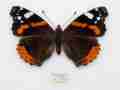 Vanessa atalanta (broken red band form with white spot) (Internet Image property of respective owner, non-commercial use only)